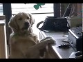 Golden Retriever runs a store