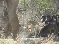 Bowhunting Africa 2