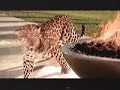 Schweppes reklami - barbeku