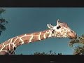 Schweppes reklami - barbeku Schweppes reklami - barbeku