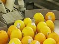 Peso-prezzatura meloni.flv