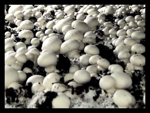 how to grow agaricus bisporus