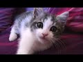 Mon chaton Biscotte Mon chaton Biscotte