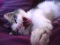 Mon chaton Biscotte