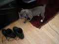 Thermo @ 10 weeks