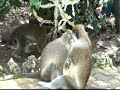 Monkies Grooming Barbados 2009