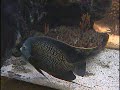 Moscow Zoo Aquarium Moscow Zoo Aquarium