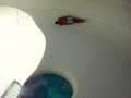 o fotis sto waterpark