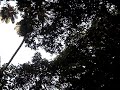 Bugios em Piracaia 4 (SP)