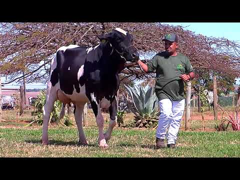 LOTE 15 - ICH S3641 MELADA BUTLER