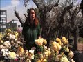 Jardiner�a: Poda de limpieza para rosales
