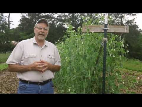 how to grow sugar snap peas