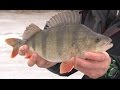 Видео - Зимняя рыбалка. Стратегия ловли окуня и плотвы на пруду.