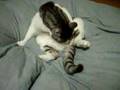 M字開脚な猫