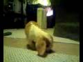 videos de lucky