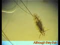 Lice Wars Lice Wars