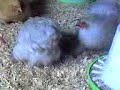 chicks