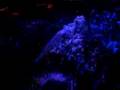 foam party deansgate entertainment m2 nightclub