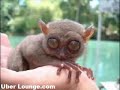 25 Weirdest Animals in the World
