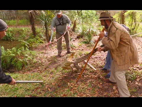 YouTube reptile video