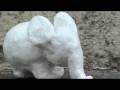 Bright White Elephant - Orange St. ad