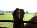 videos de bioparqe =D