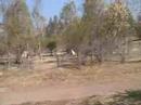 noviciado paintball vol 2