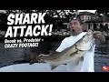 SHARK ATTACKS SNOOK LUNKERDOG FISHING
