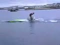 Dolphin Capsizes Laser