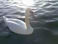 dna variations   mute swan