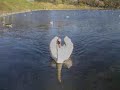 dna variations   mute swan