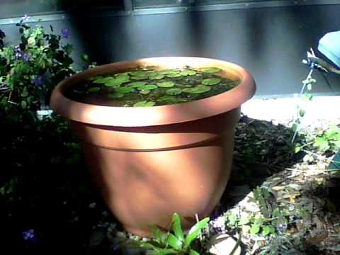 how to fertilize pond