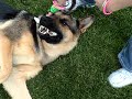 saving a dogs life saving a dogs life