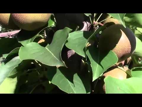 how to harvest asian pears