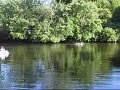 Pond Swim Pond Swim
