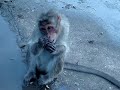 Monkey Brain
