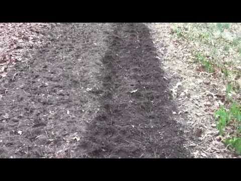 how to transplant queen anne's lace