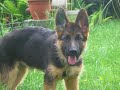 Sammy (Deutscher Sch�ferhund)
