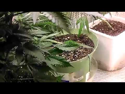 how to grow weed with cfl lights
