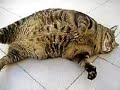 Cico fat cat Cico fat cat