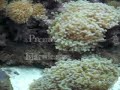 46 Gallon Reef Aquarium 12/25/07 Sumpless Tank