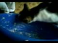 videos de Kotek :P