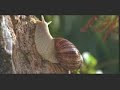 Caracol - BRTurbo