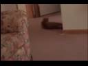 cat acts like a dog cat acts like a dog