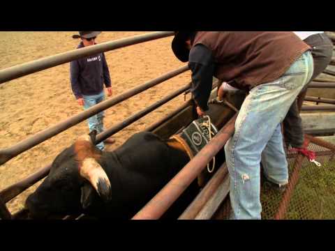 how to train pbr bulls