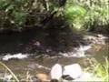 Yarra River at East Warburton