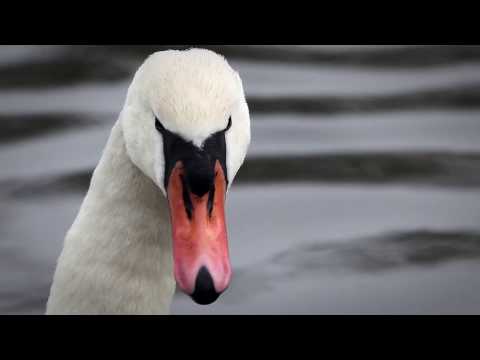 Youtube Video YhZKg-4u3Os