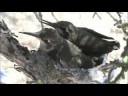 Hummingbird Nest