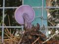 Passeggiando alla ricerca di funghi 2