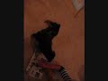 Stewie and Moose as puppies Stewie and Moose as puppies